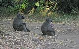 Ethiopia - Mago National Park - Baboons - 02